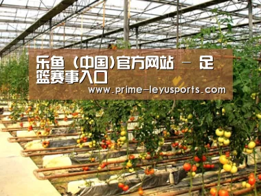 种植基地二(图1)